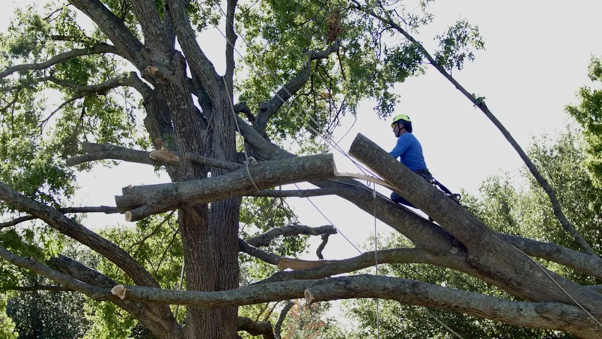 Professional Hazardous Tree Removal performed by certified arborists in Trinity