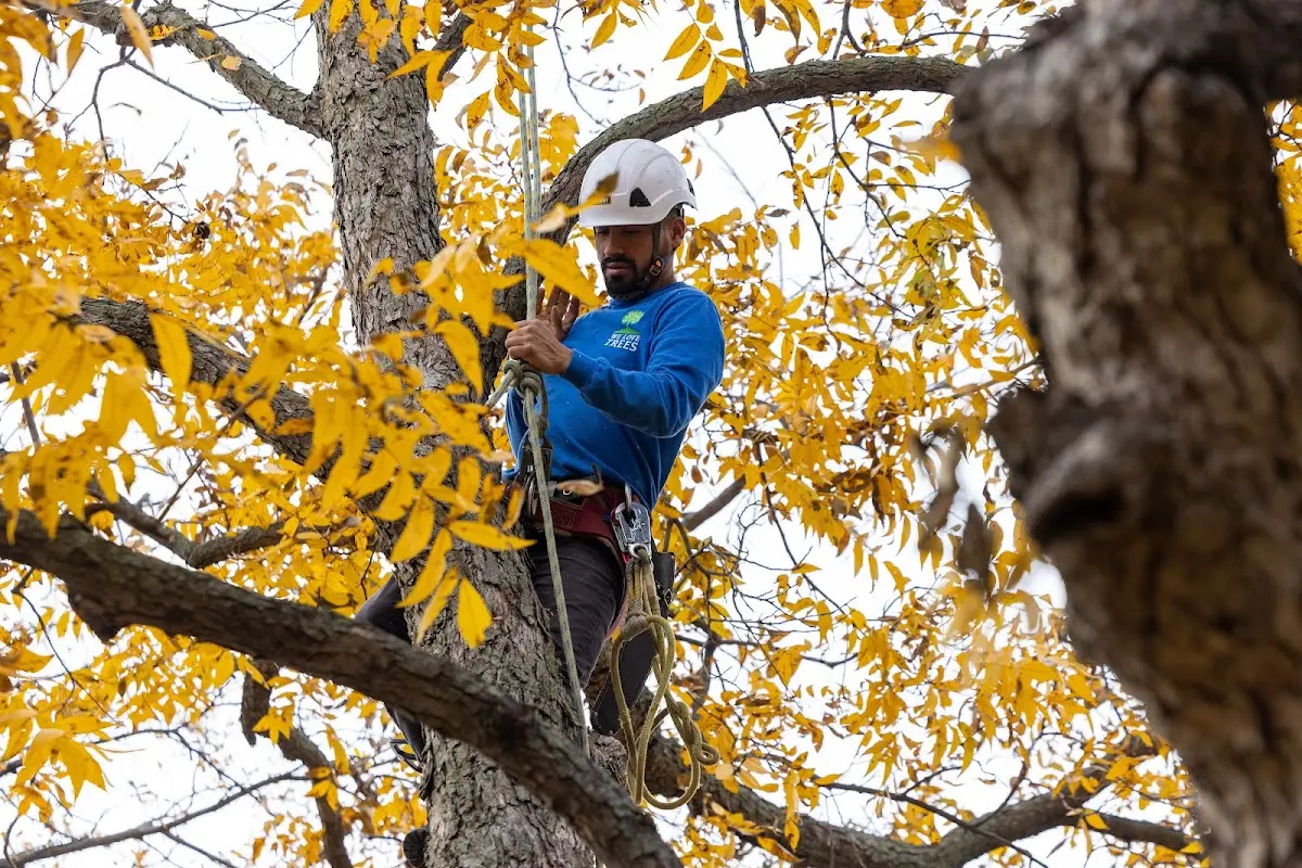 Skilled Tree Transplanting crew working in Trinity